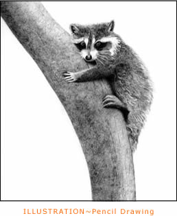 Pencil Illustration